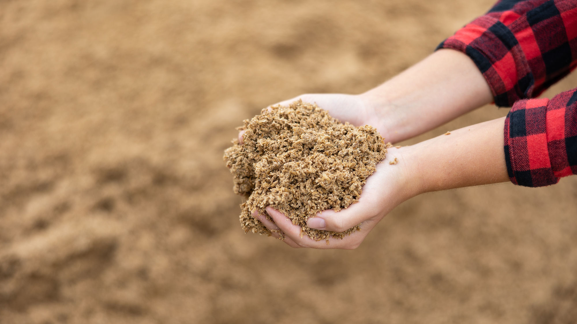 Pasza dla zwierząt gospodarskich – ryzyko występowania mykotoksyn w żywieniu