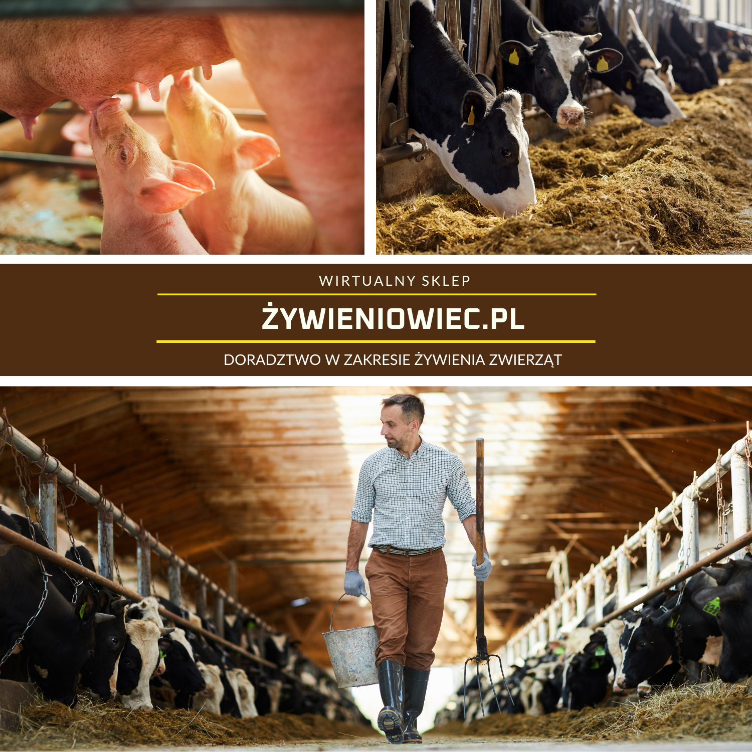 Doradca przeprowadzający audyt